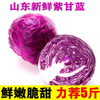 美邻惠享家山东寿光新鲜紫甘蓝卷心菜包菜沙拉SX009SF