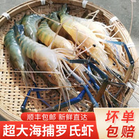 黎麦跃堡 鲜活罗氏沼虾大头虾新鲜速冻海鲜水产 1斤中号21-25  6-8厘米