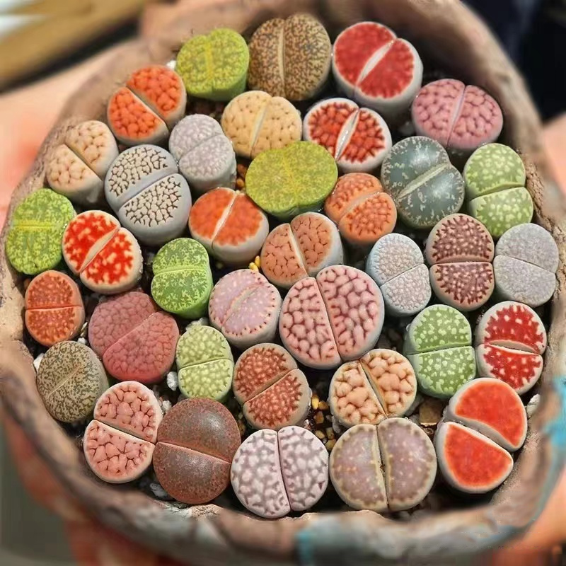 生石花稀有多肉植物办公室桌面绿植盆栽摆件PP花超大石头花屁股花