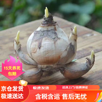 急兔 水仙花种球水培绿植易成活漳州水仙荷兰洋水仙绿植水仙花种球1个