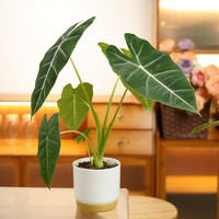 绿天鹅绒海芋室内客厅盆栽热带绿植好养的观叶去甲醛植物花卉