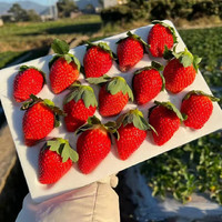 abdo 四川大凉山露天草莓精选红颜草莓单果16-25g 礼盒装  净重2.8-3斤