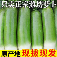 DFQY 东方玘缘 潍坊水果萝卜5斤装 老潍县沙窝萝卜地方特产新鲜蔬菜