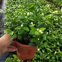 菜友 茉莉花苗室外绿植茉莉花3年苗不含盆