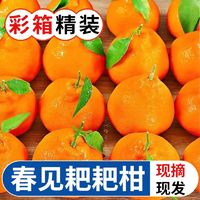 阿饶 耙耙柑春见四川新鲜水果丑橘粑粑柑桔子5/8斤