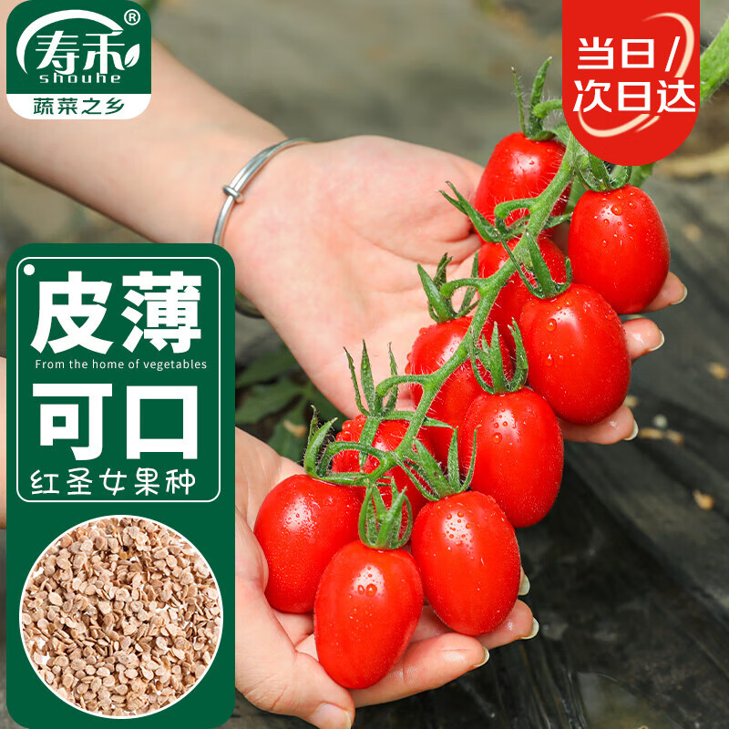 寿禾shouhe 圣女果种子小番茄西红柿蔬菜种籽 潍育红妍1号圣女果种子80粒