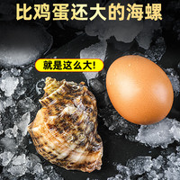 海螺鲜活超大海螺特大贝壳类海鲜水产新鲜青岛特产海捕螺3斤
