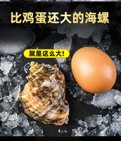 海宏盈 海螺鲜活超大海螺特大贝壳类海鲜水产新鲜青岛特产海捕螺3斤