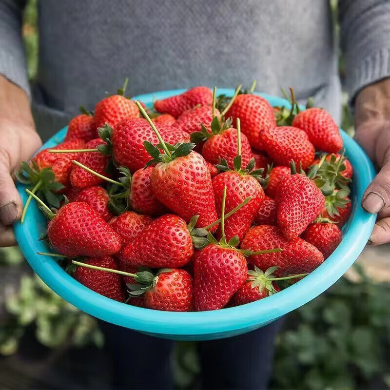 梦芷大凉山奶油草莓 不支持多地址下单 快递 拍5份发净重4.5斤 净重4.5斤 8g-15g 优选草莓