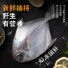 88VIP：遇上鮮 銀鯧魚新鮮冷凍大白鯧魚