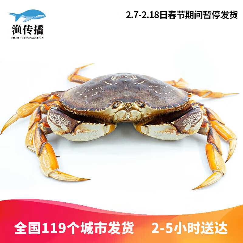 【活鲜】渔传播 同城速配 加拿大鲜活珍宝蟹1.6-1.8斤/只螃蟹