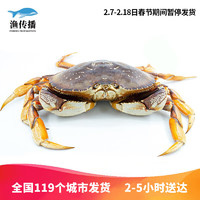 【活鲜】渔传播 同城速配 加拿大鲜活珍宝蟹1.6-1.8斤/只螃蟹