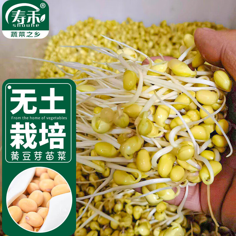 寿禾 黄豆芽苗菜种子豆苗蔬菜种籽 潍育系列黄豆种子300g/袋 *2袋