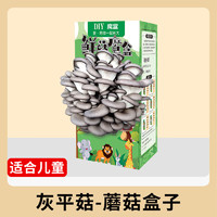 金雅特金雅特蘑菇种植菌包种植桶趣味儿童养殖食用菌包盒子平菇 鲜菇魔盒【灰平菇1盒】