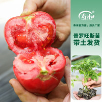 寿禾 番茄苗口感型水果西红柿秧苗蔬菜苗 普罗旺斯番茄苗12棵