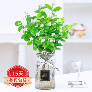 行湘 茉莉花盆栽花卉四季好养室内阳台庭院绿植  茉莉花+18高折纸玻璃瓶