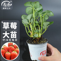 寿禾 草莓苗原土原盆家庭阳台盆栽种植 奶油草莓苗1盆+50肥