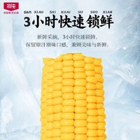 BeiChun 北纯 东北农家笨玉米黄糯鲜食玉米整箱240g*8根香糯玉米棒非转基因