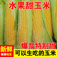 颜小荭 云南水果玉米  4.5- 5斤