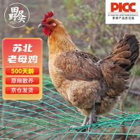 田野尽头 老母鸡1kg 500天散养土鸡肉溜达鸡
