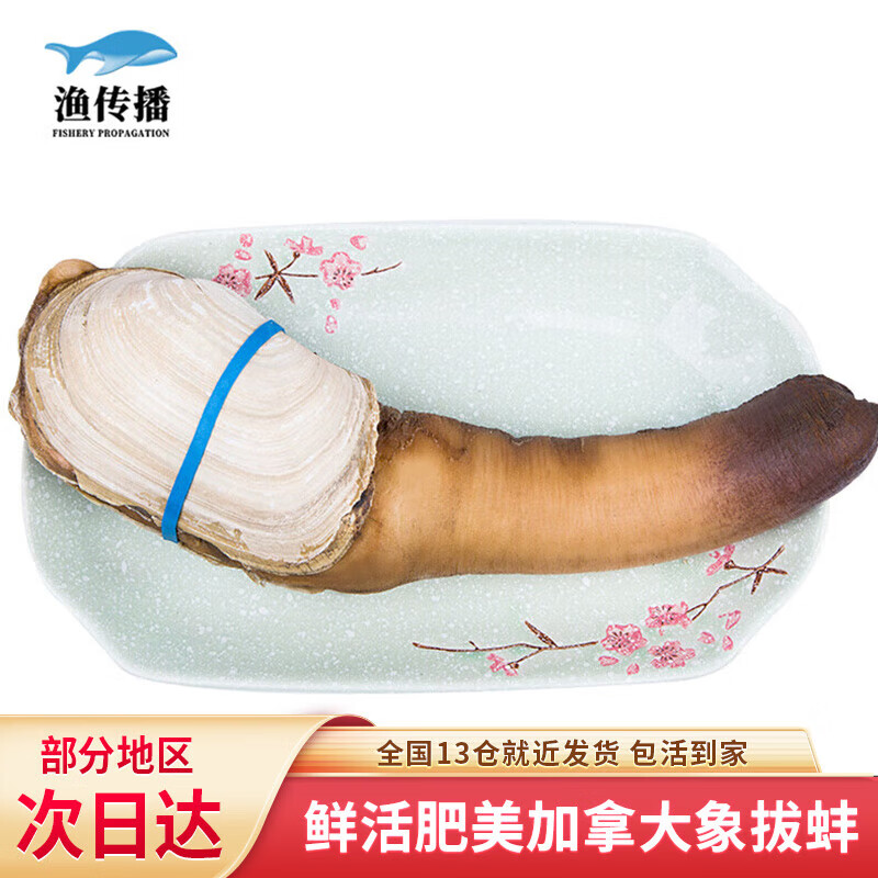 渔传播 FISHERY PROPAGATION【活鲜】加拿大鲜活象拔蚌 0.9-1kg/只只贝类刺身海鲜水产