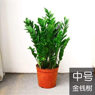 植男植女 金钱树盆栽植物室内花卉客厅四季常青好养绿植大摇钱树发财树 金钱树60-70cm(原土盆) 含盆