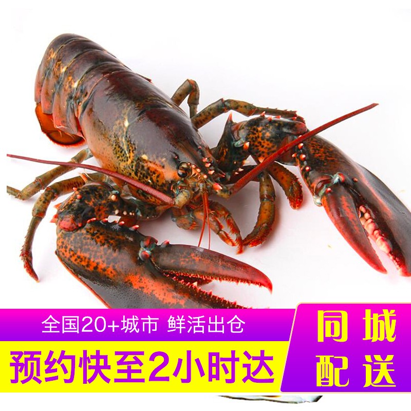 乐食港 【活鲜】 鲜活波士顿龙虾大龙虾波龙 480g-580g/2只