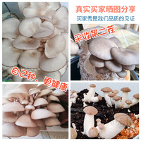 寿禾 蘑菇种植包家种菌种菌包平菇香菇灵芝磨菇种可食用自种金针菇