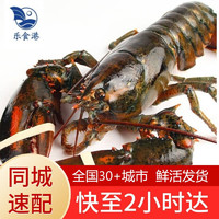 乐食港【活鲜】鲜活波士顿大龙虾波龙 海鲜水产450g-550g 2只