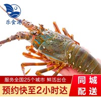乐食港【鲜活】 小青龙 大青龙虾活鲜大龙虾海鲜水产青龙仔印尼 
