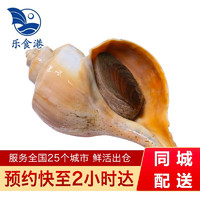 乐食港【活鲜】大响螺美国螺类450-550g/1只   海鲜水产