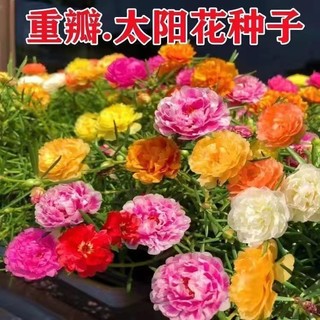 梵花壹木 重瓣太阳花种子四季开花波斯菊易种的室内外庭院观赏种植阳台