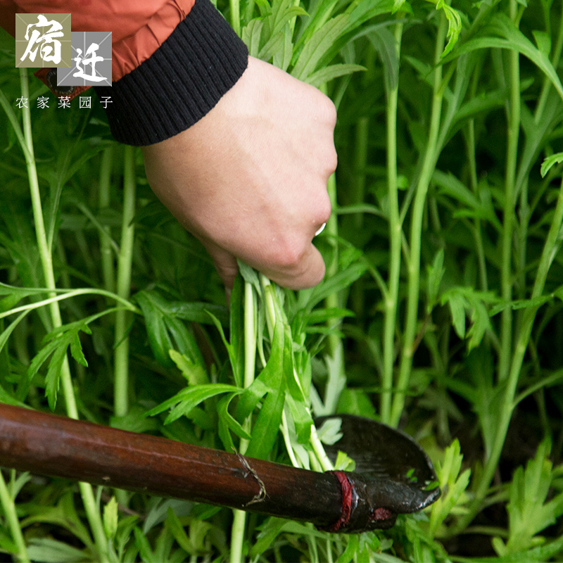 篱蒿3斤去叶当季芦蒿新鲜黎蒿野生蔬菜野菜藜蒿鲜嫩泥蒿蓠蒿蔬菜