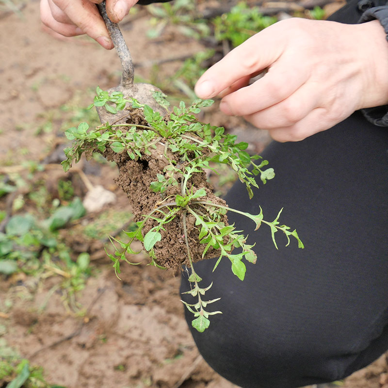 秦岭新鲜野生荠菜陕西本地小叶纯天然荠荠菜带根野菜苗春季地菜皮