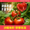 如叶 陕西普罗旺斯水果西红柿5斤单果100g+礼盒装新鲜沙瓤番茄生吃