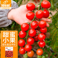 Ideal 理想农业 番茄种子水果西红柿种子蔬菜樱桃小番茄种籽100粒*1包
