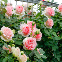 海蒂的花园月季花苗盆栽玫瑰花果汁阳台花卉阳台爬藤本植物