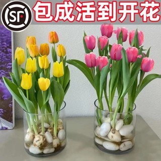 others 其他 郁金香种球水培花卉植物室内花四季开花种子盆栽花苗土培水养好活