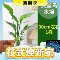 春焕新、家装季：爱你一万年 盆栽花卉 单发植物 30-40cm 1棵 不含瓶