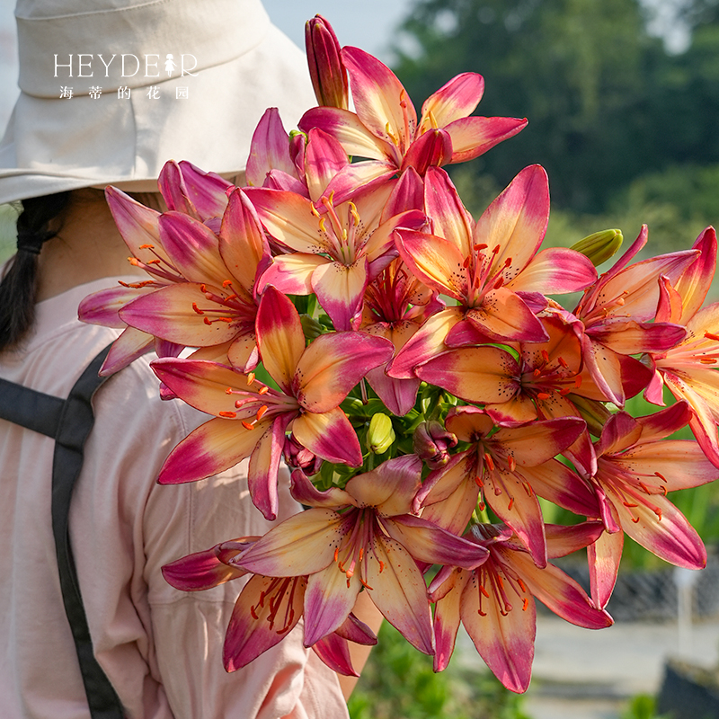海蒂的花园 百合种球重瓣香水切花品种庭院阳台球根植物