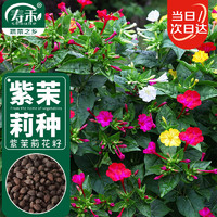 寿禾 紫茉莉花种子混色家庭四季种植 紫茉莉种子混色25g约330粒