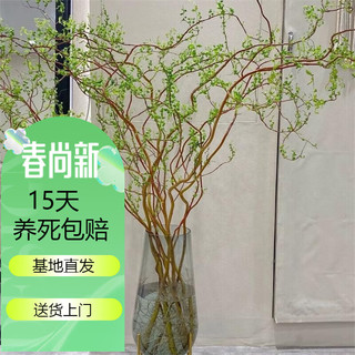 花友 龙柳鲜枝插花客厅水培植物花卉室内鲜花四季水养干枝 龙柳鲜支80cm高10支