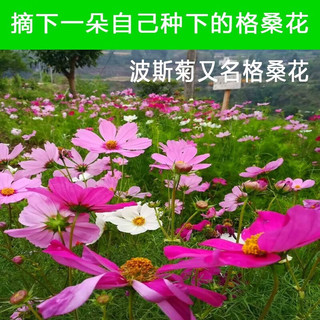 聪知聪 波斯菊种子【约500粒】