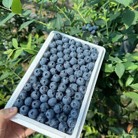 abay新鲜蓝莓 口感新鲜水果宝宝可食用 蓝莓 125g*6盒  单 果12-14mm