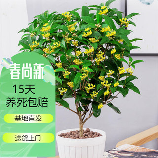 花友 桂花树苗盆栽植物型室内花卉客厅绿植Z1 四季桂约85cm 不含盆