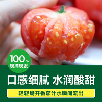 GREER 绿行者 小粉番茄蔬菜西红柿2.5kg生吃自然熟