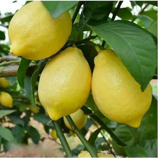 秋忆浓 四季结果香水柠檬树柠檬两年速生苗