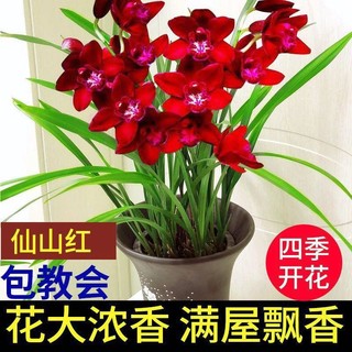 星雨香（XINGYUXIANG）超香 兰花 室内盆栽 花卉绿植 兰草植物兰花苗 仙山红 1苗