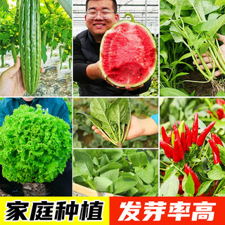 银辉 蔬菜种子种籽大全青菜种籽各种菜子种香菜生菜四季菠菜孑