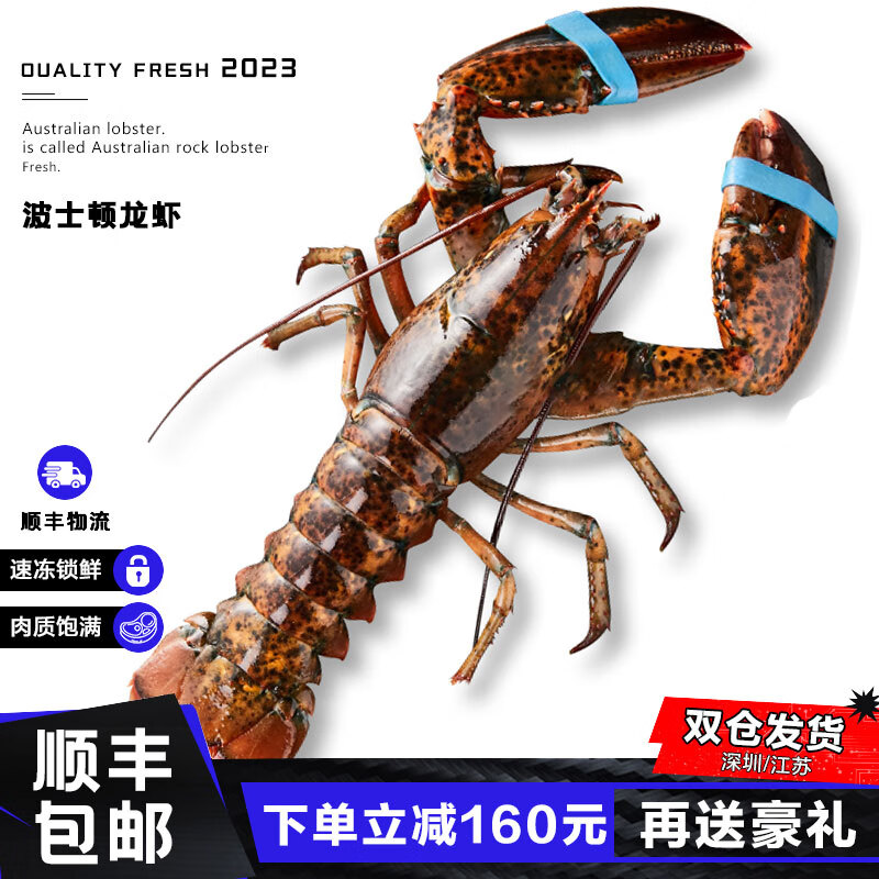 澳洲大龙虾多少斤一只 661ce025a5db01985.jpg